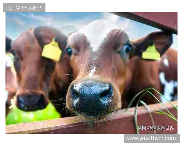 你不知道的公牛：十大冷知识大揭秘